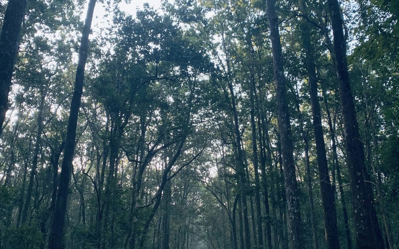 Forest road, jim-corbett