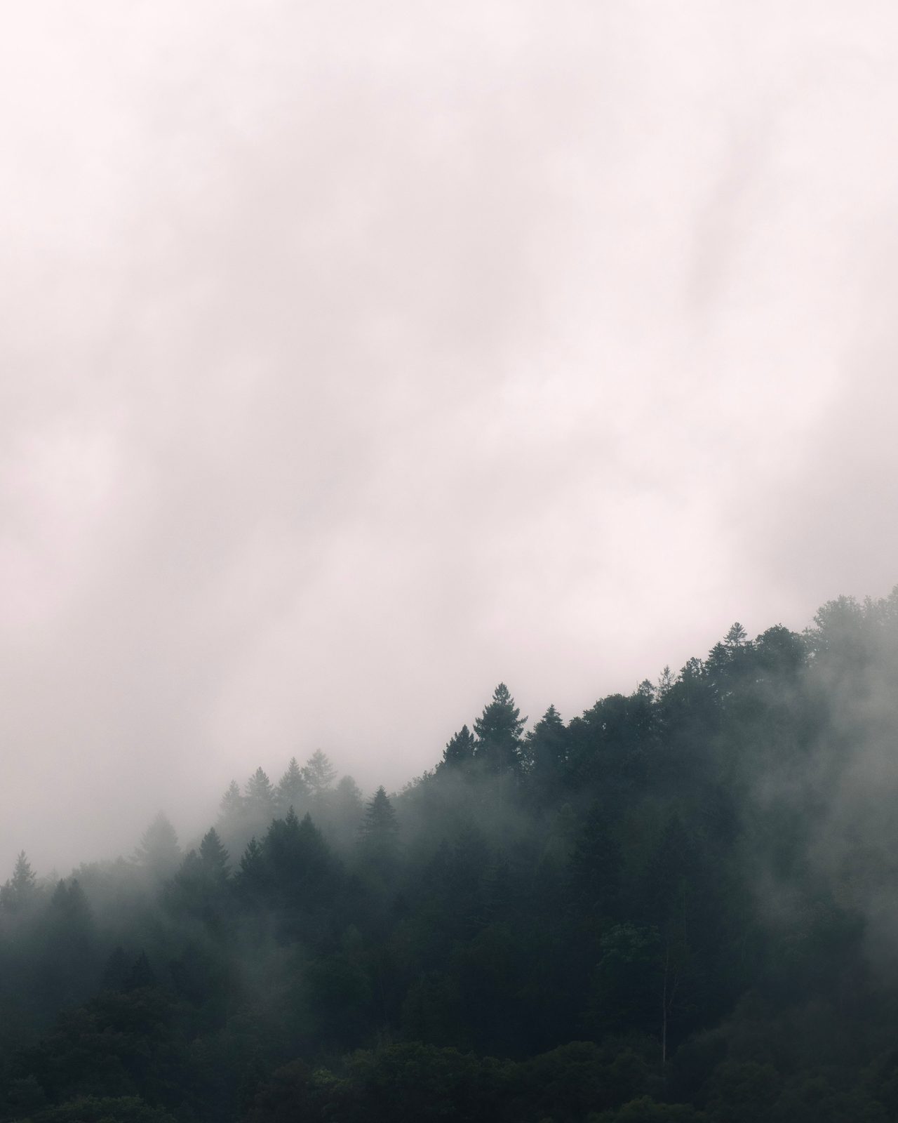 Captivating misty forest scene with fog overlaying lush green hills, creating a serene and mysterious atmosphere.