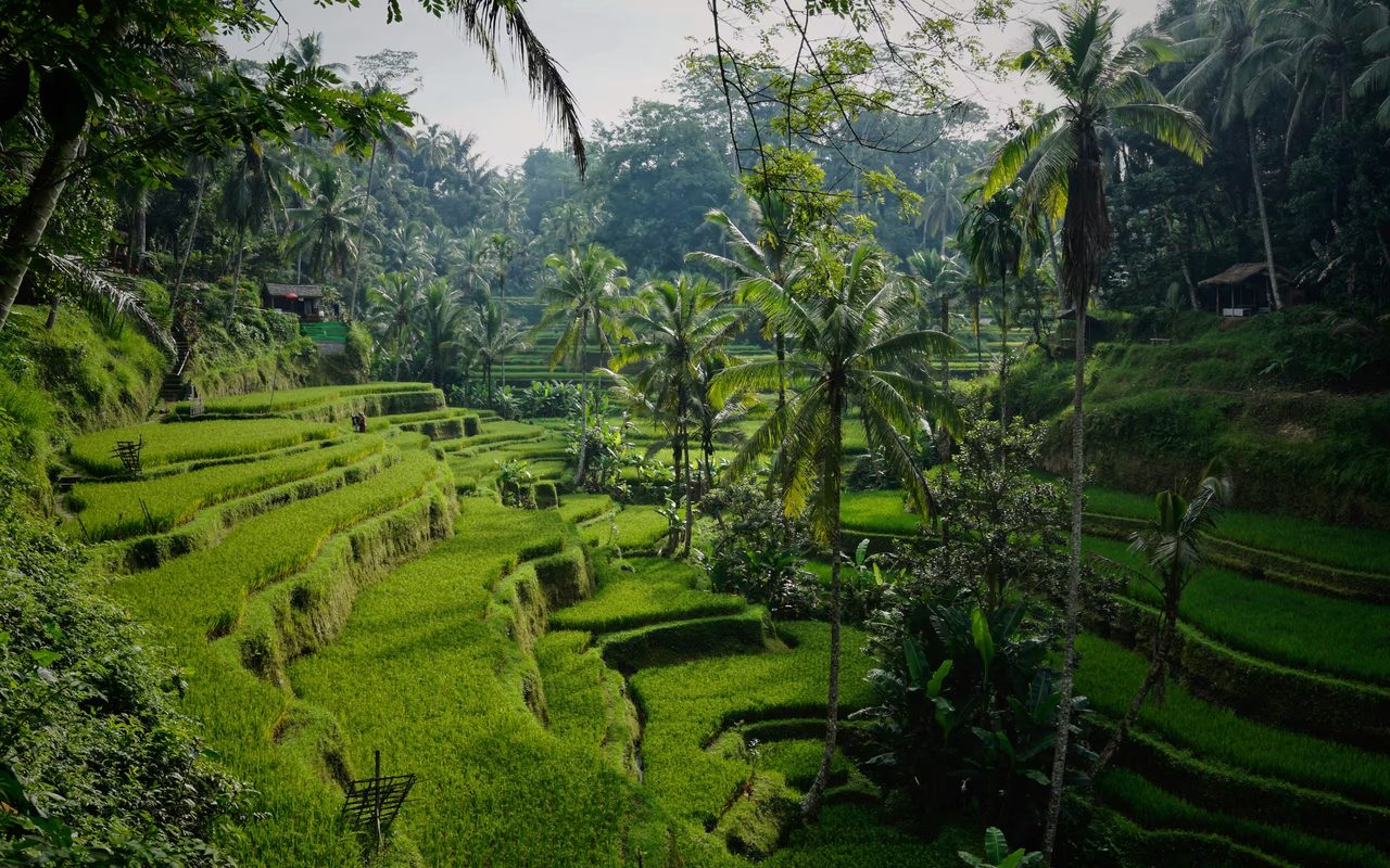 Rice terraces, bali