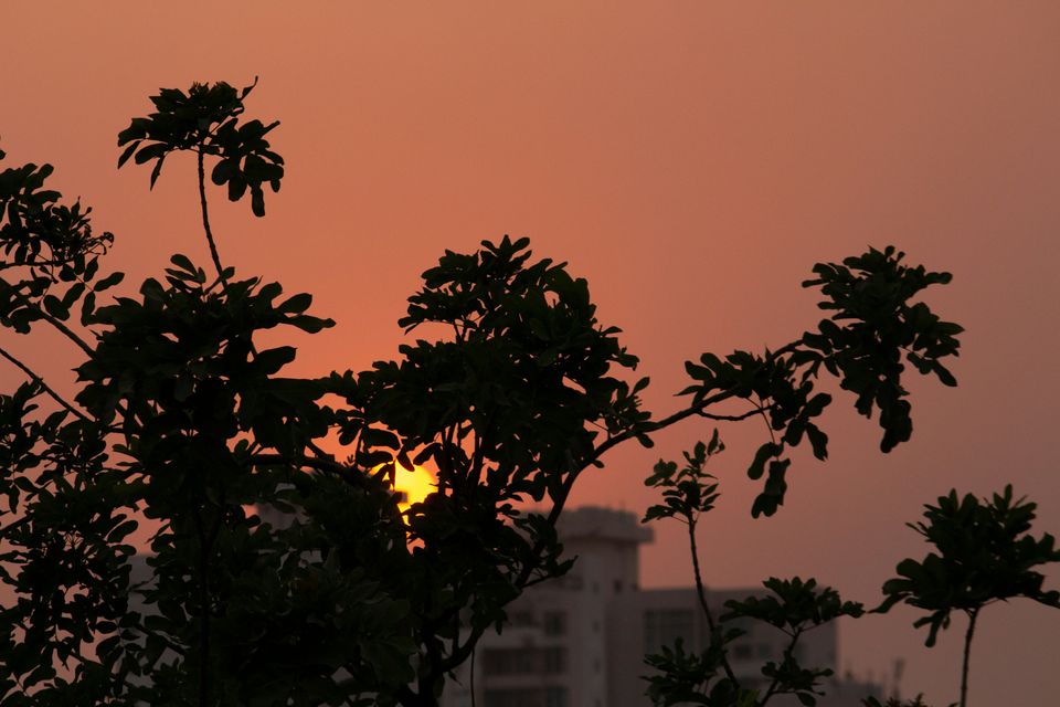 Tree silhouettes against the orange evening sky in Gurugram