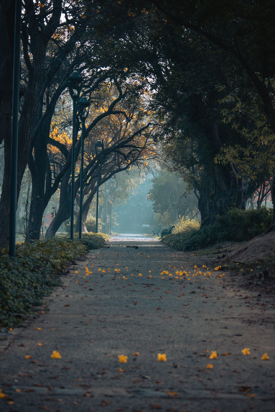 Tree-lined park path in Delhi