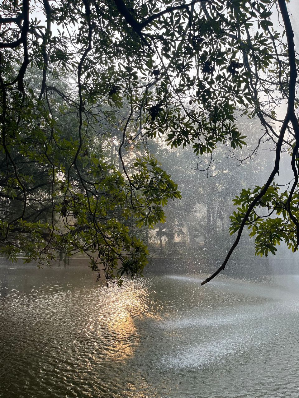 Morning light reflected in a pond at Lodhi Gardens, Delhi