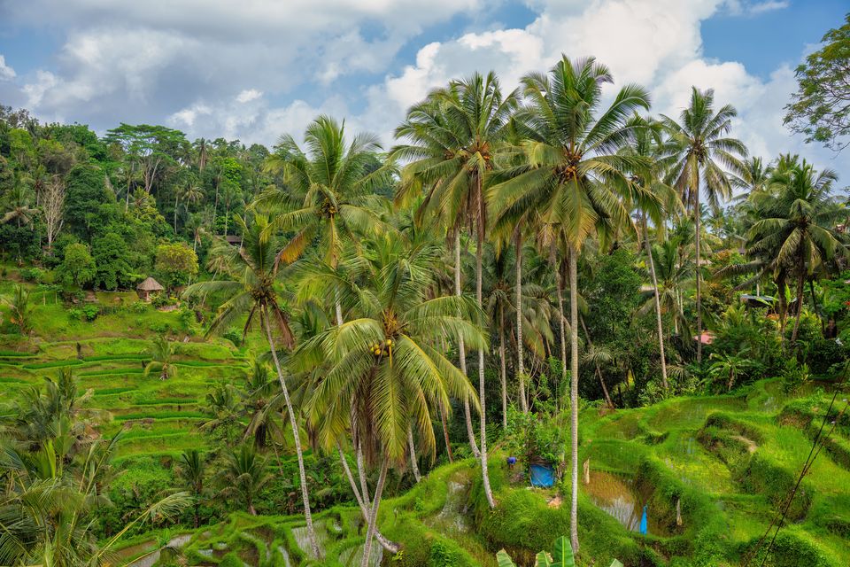 Green rice terraces and coconut palms in Bali