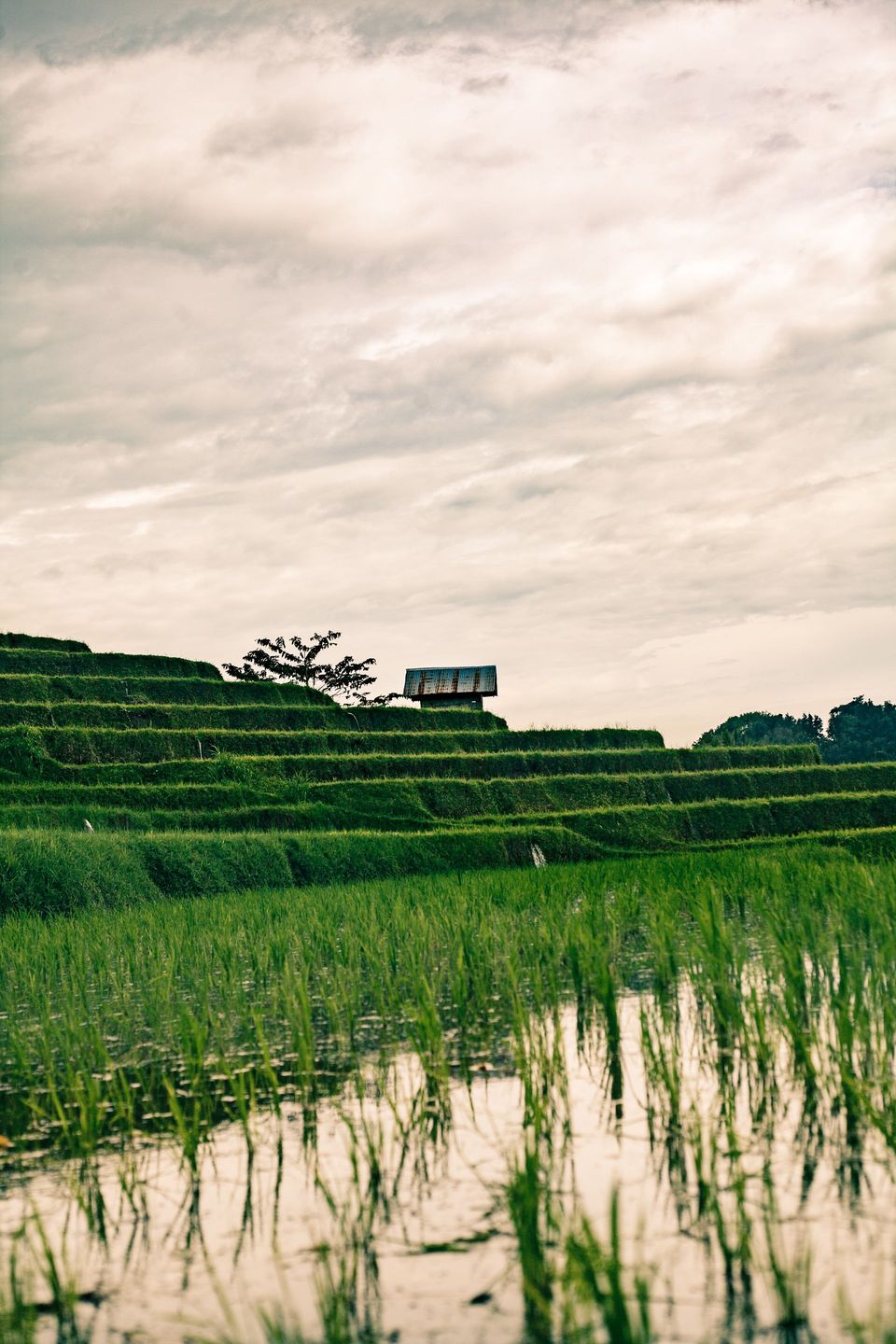 Water-filled rice terraces in Bali beneath an evening sky