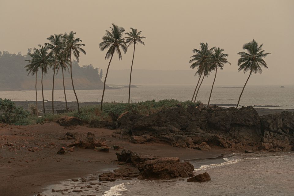 Coconut palms along a rocky beach in Goa